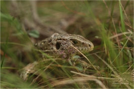 <p>JEŠTERKA ŽIVORODÁ (Lacerta vivipara) ---- /Viviparos lizard - Waldeidechse/</p>